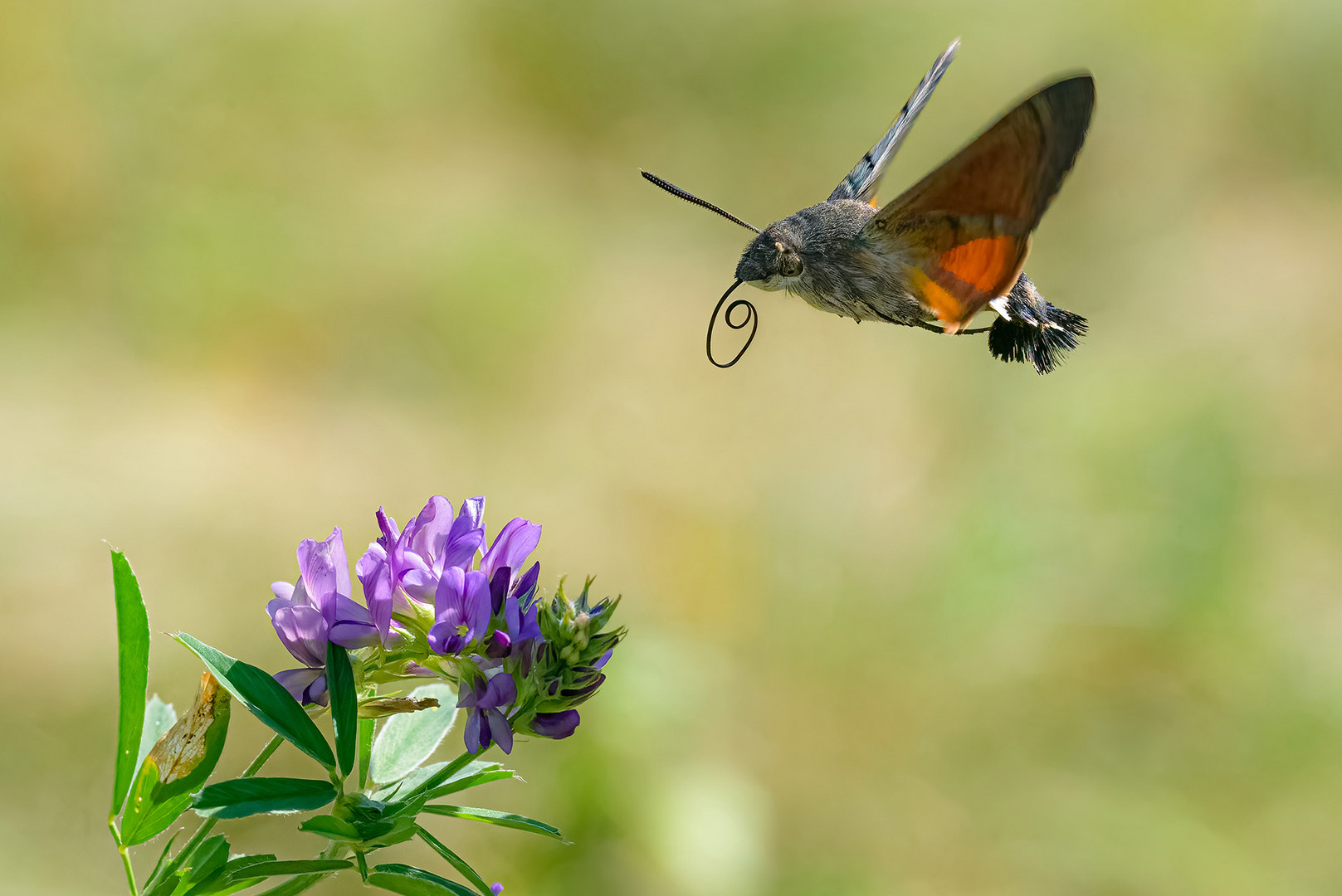 Unser Kolibri ;-)