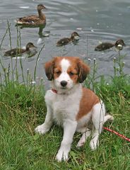 Unser Kooikerhondje - ein Entenhund