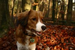 Unser Kooikerhondje Junghund Yoda mit 6 1/2 Mon.