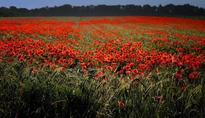 Unser Korn- und Mohnblumenfeld