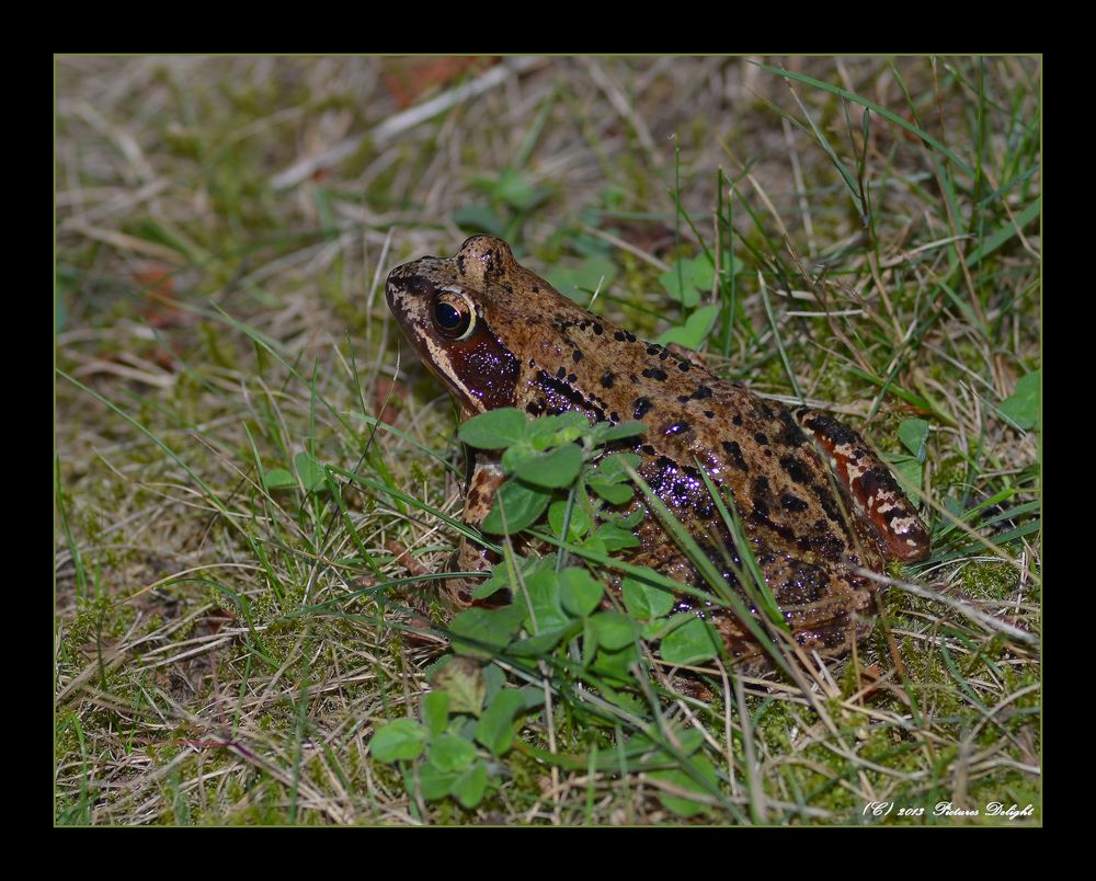 - Unser (Kräuter)frosch -