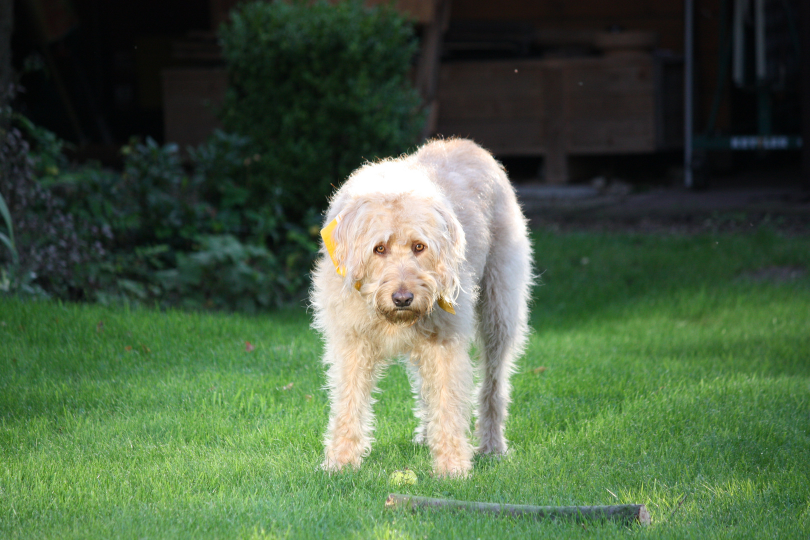 Unser Labradoodle "Limes"