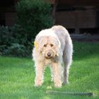 Unser Labradoodle "Limes"