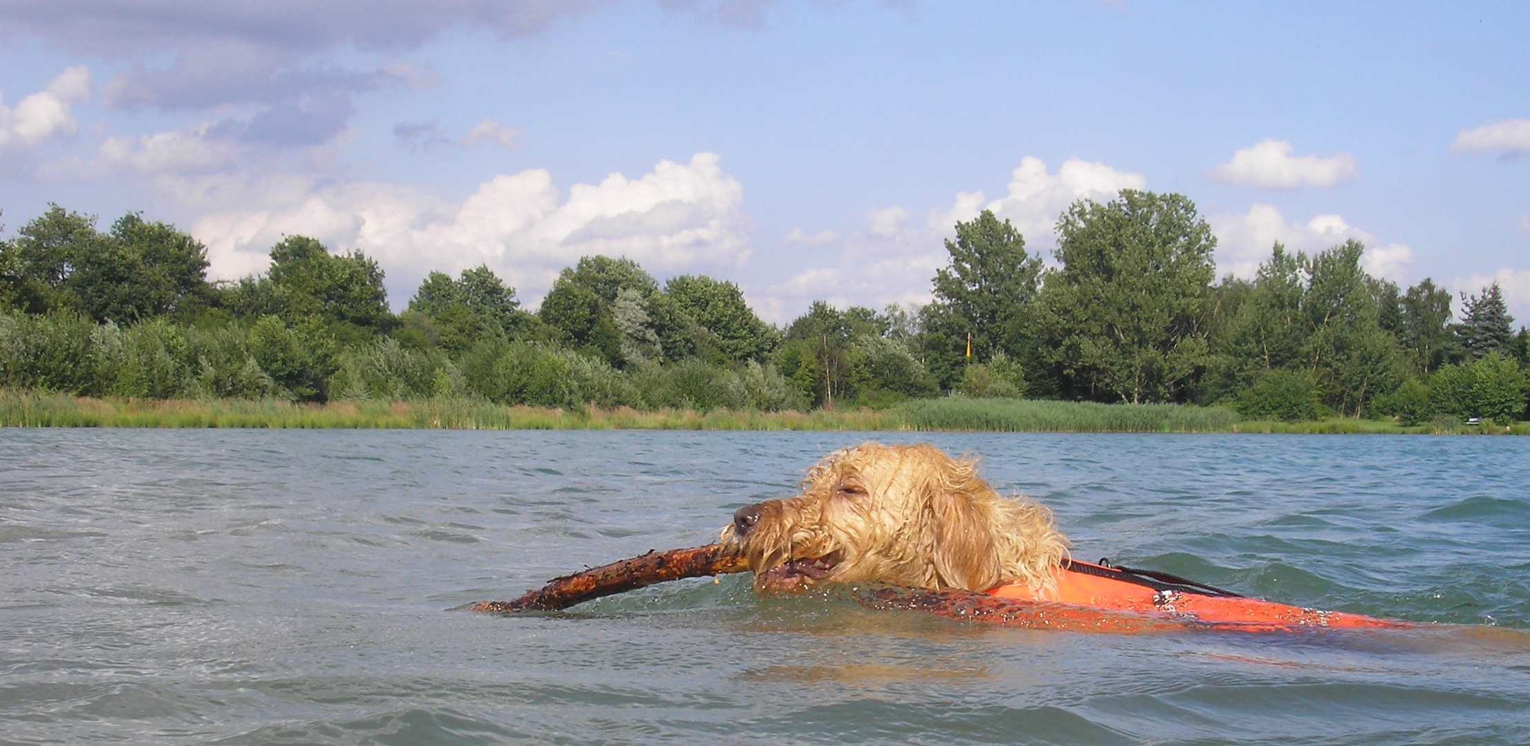 Unser Labradoodle "Limes"