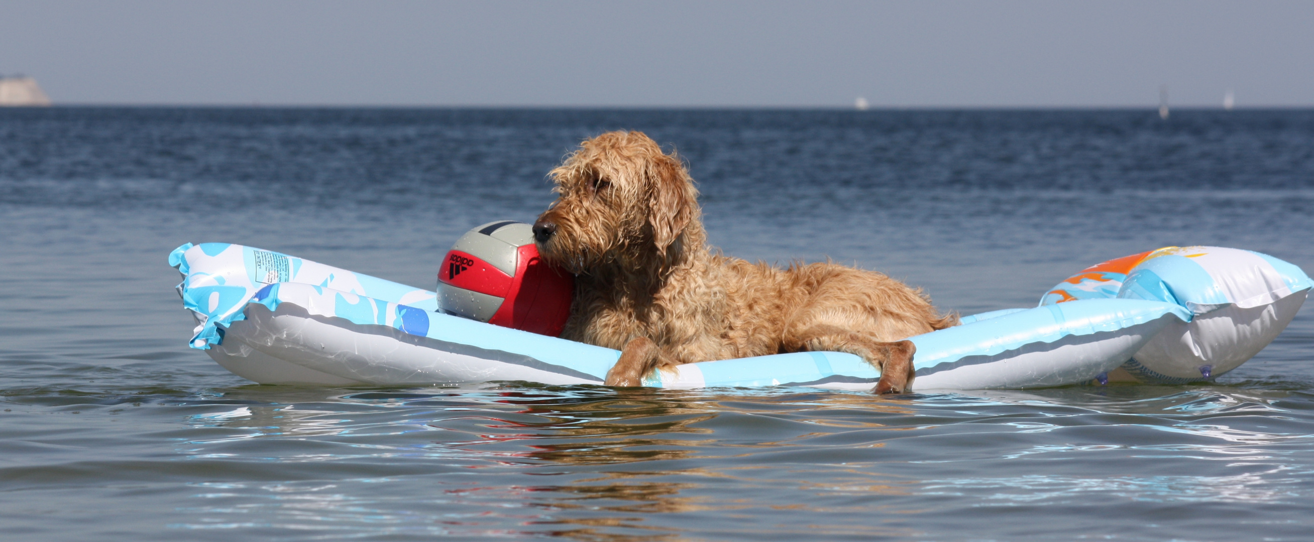 Unser Labradoodle "Limes"