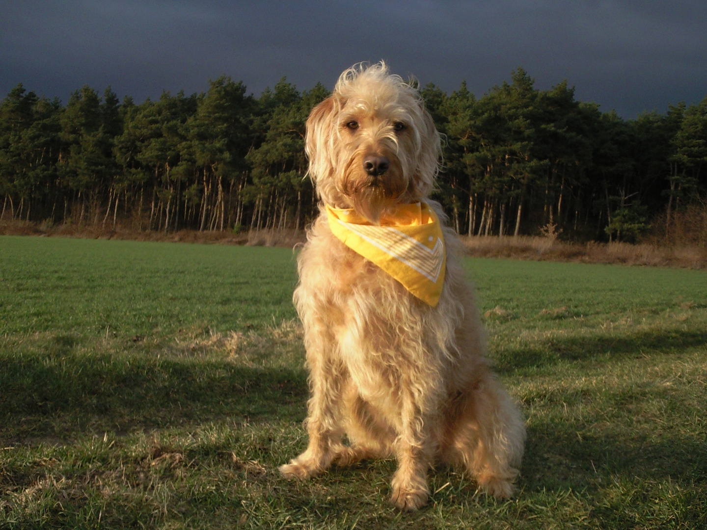 Unser Labradoodle "Limes"