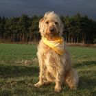 Unser Labradoodle "Limes"