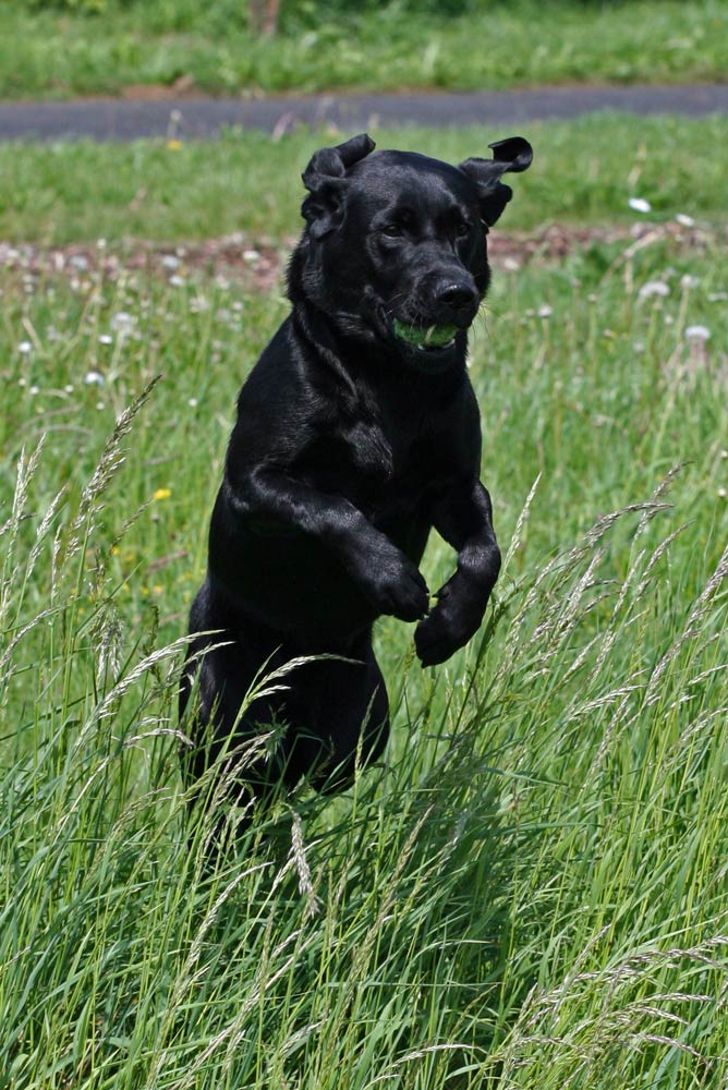 Unser Labrador in Action