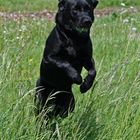 Unser Labrador in Action