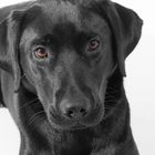 Unser Labrador Luna 1