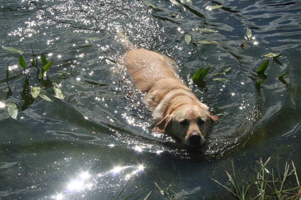 Unser Labrador Männchen Sunny bei seinem Lieblings Vergnügen!