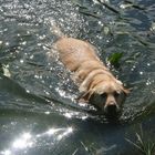 Unser Labrador Männchen Sunny bei seinem Lieblings Vergnügen!