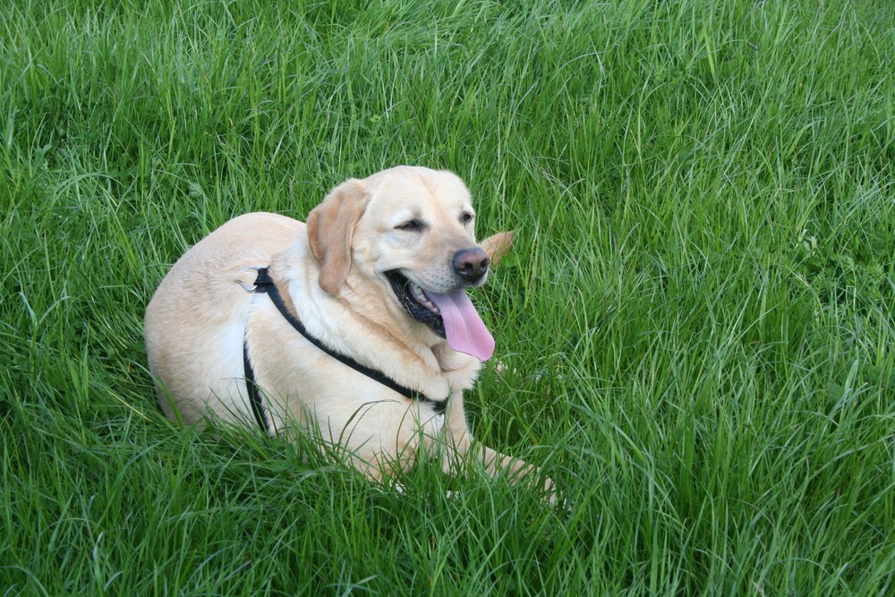 Unser Labrador Männchen Sunny