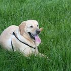 Unser Labrador Männchen Sunny