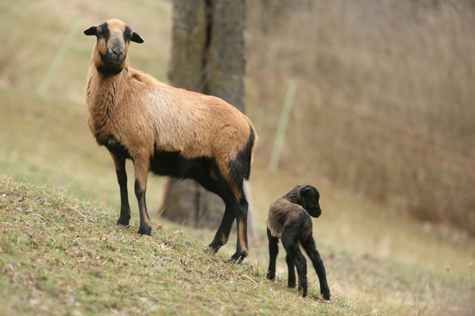 Unser Lämmchen Heidrun und seine Mutter Bernadette