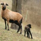 Unser Lämmchen Heidrun und seine Mutter Bernadette