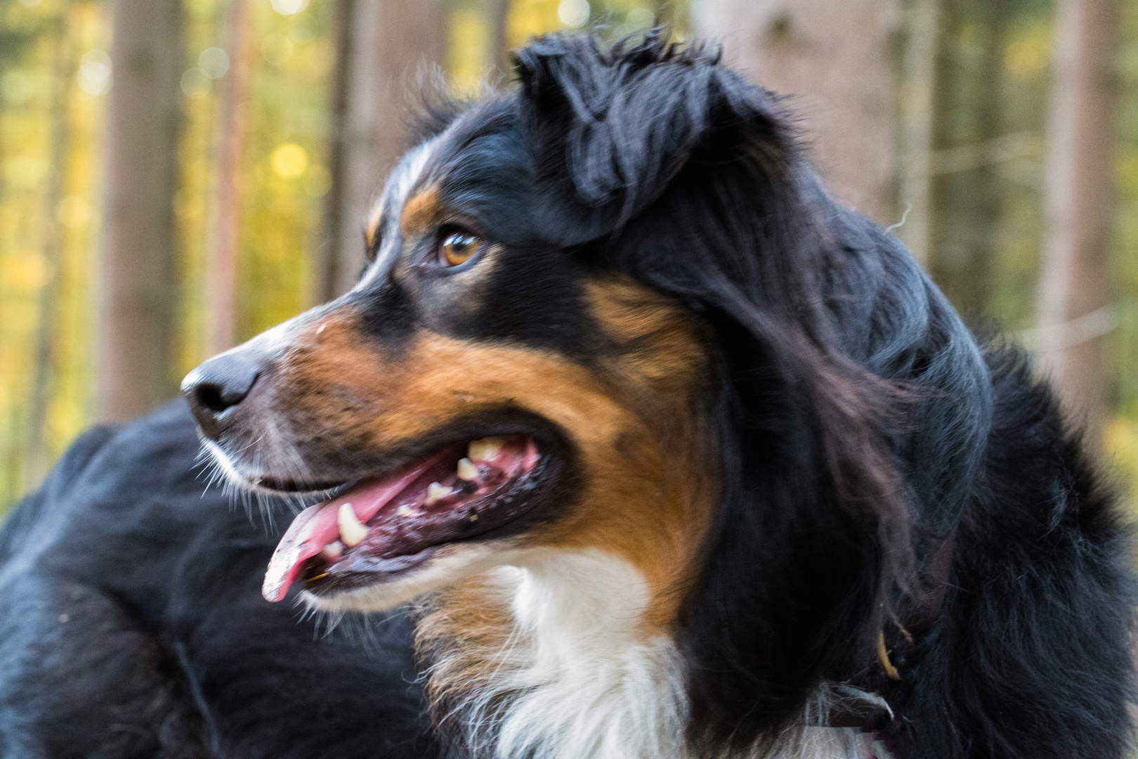 Unser langjähriger Hausgenosse