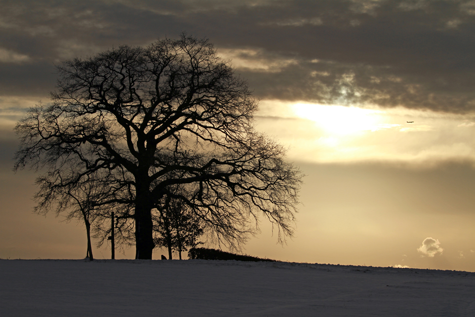 Unser Lausbaum...