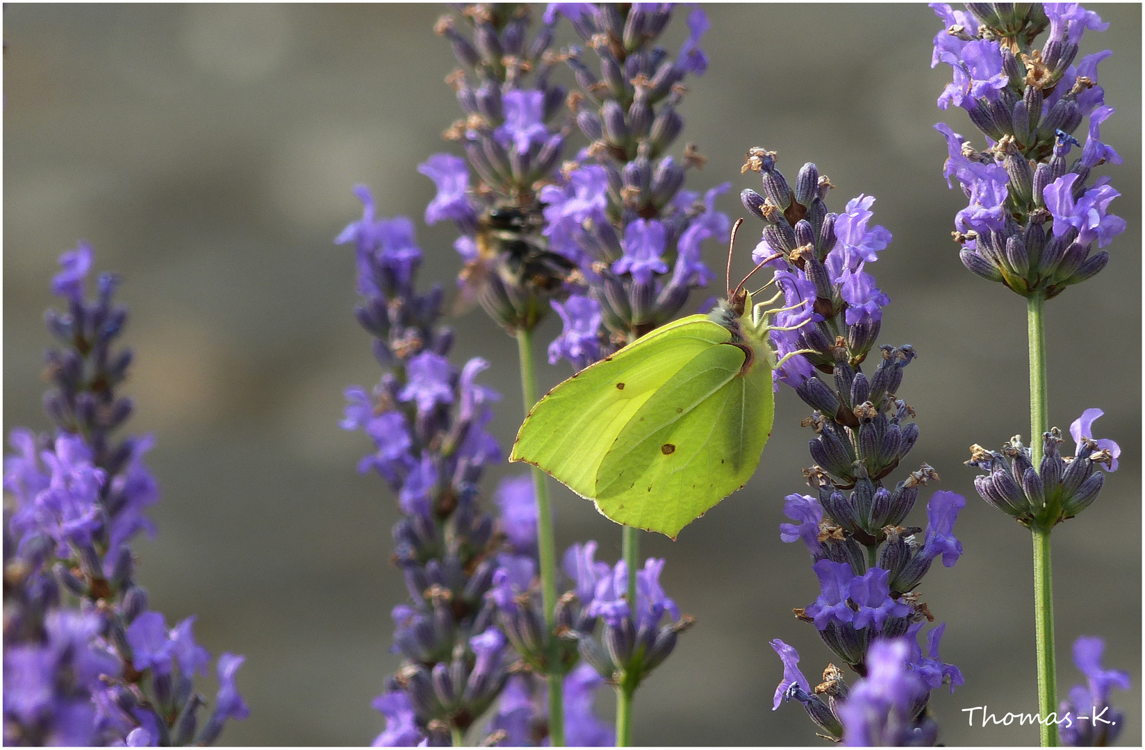 unser Lavendel ...