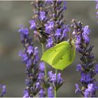 unser Lavendel ...