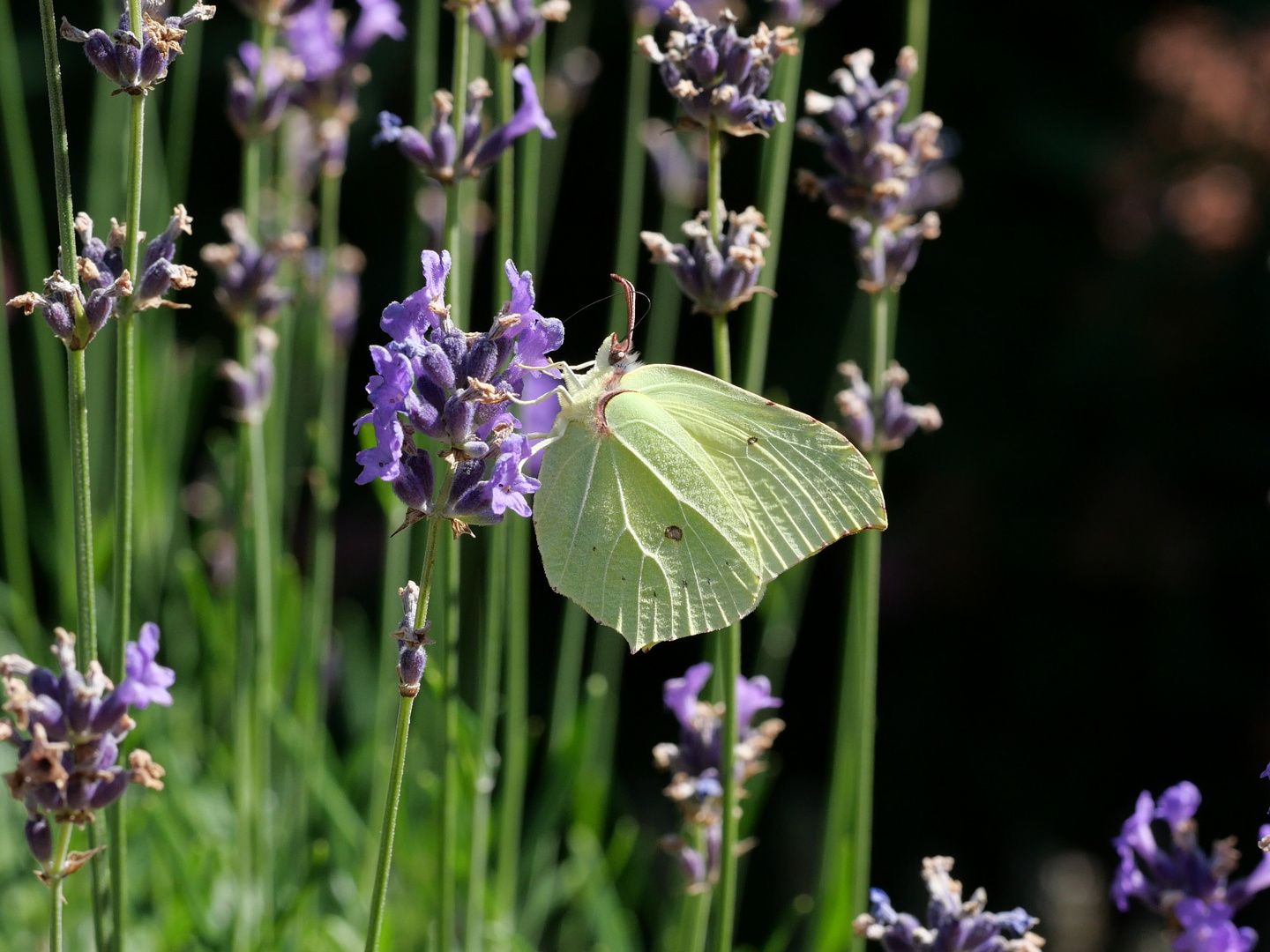 Unser Lavendel ist ein Magnet für Insekten