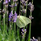 Unser Lavendel ist ein Magnet für Insekten