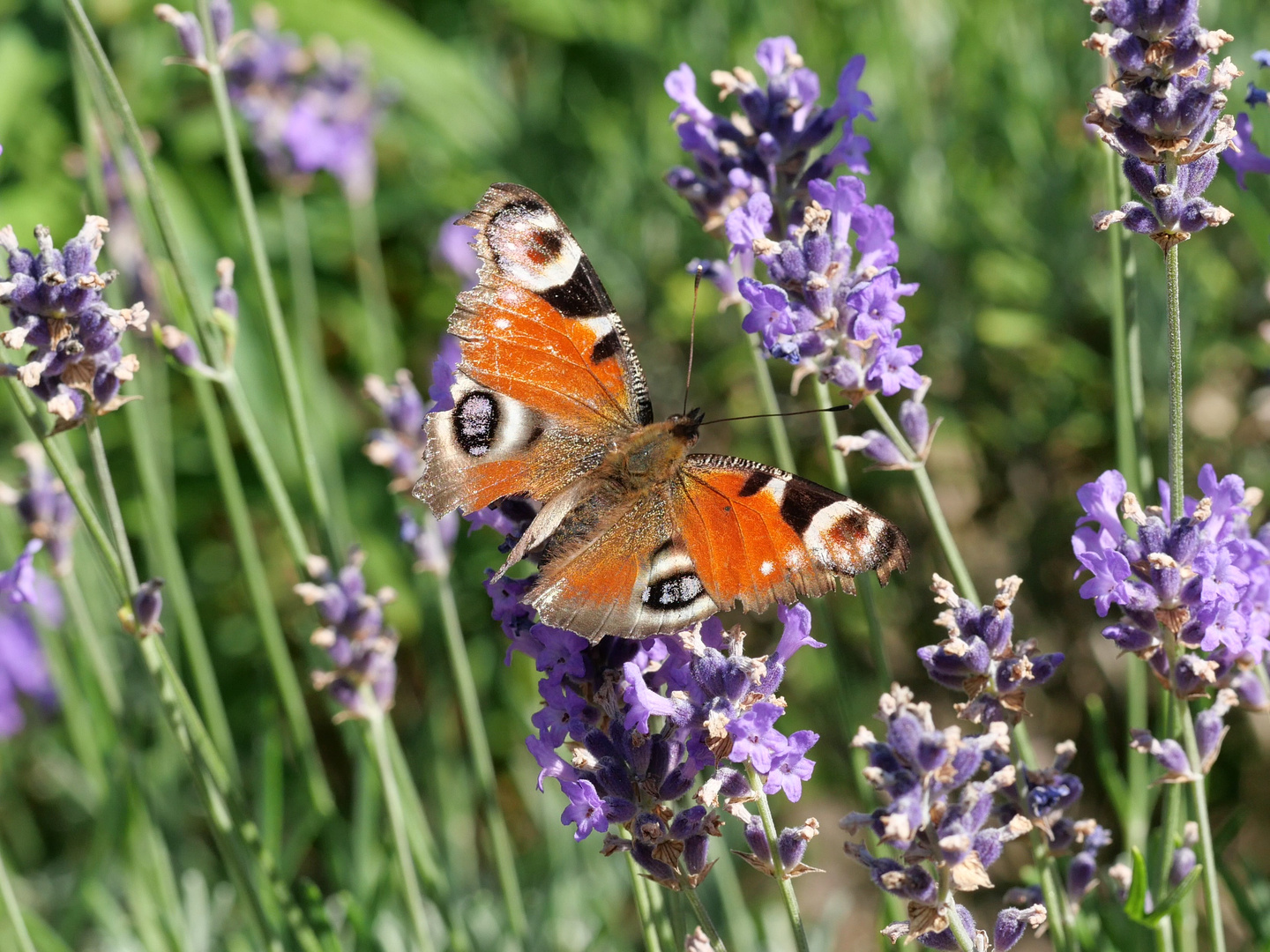 Unser Lavendel ist ein Magnet für Insekten