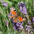 Unser Lavendel ist ein Magnet für Insekten