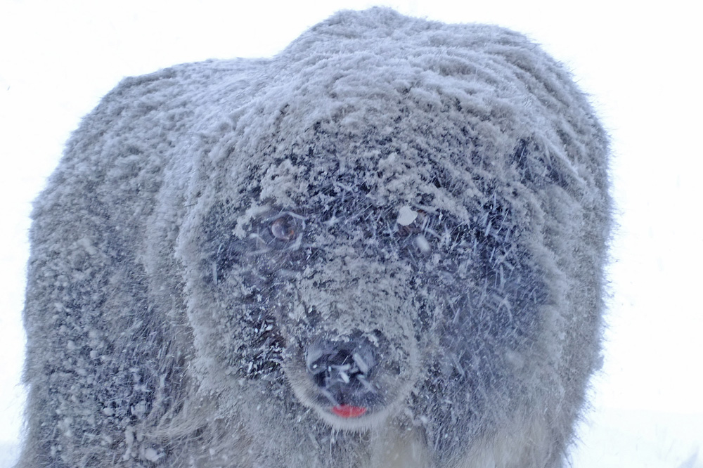 Unser Lawinenhund "Pauli"