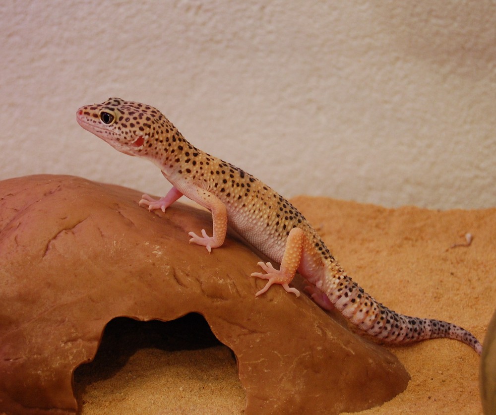 Unser Leopardgecko Männchen