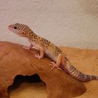 Unser Leopardgecko Männchen