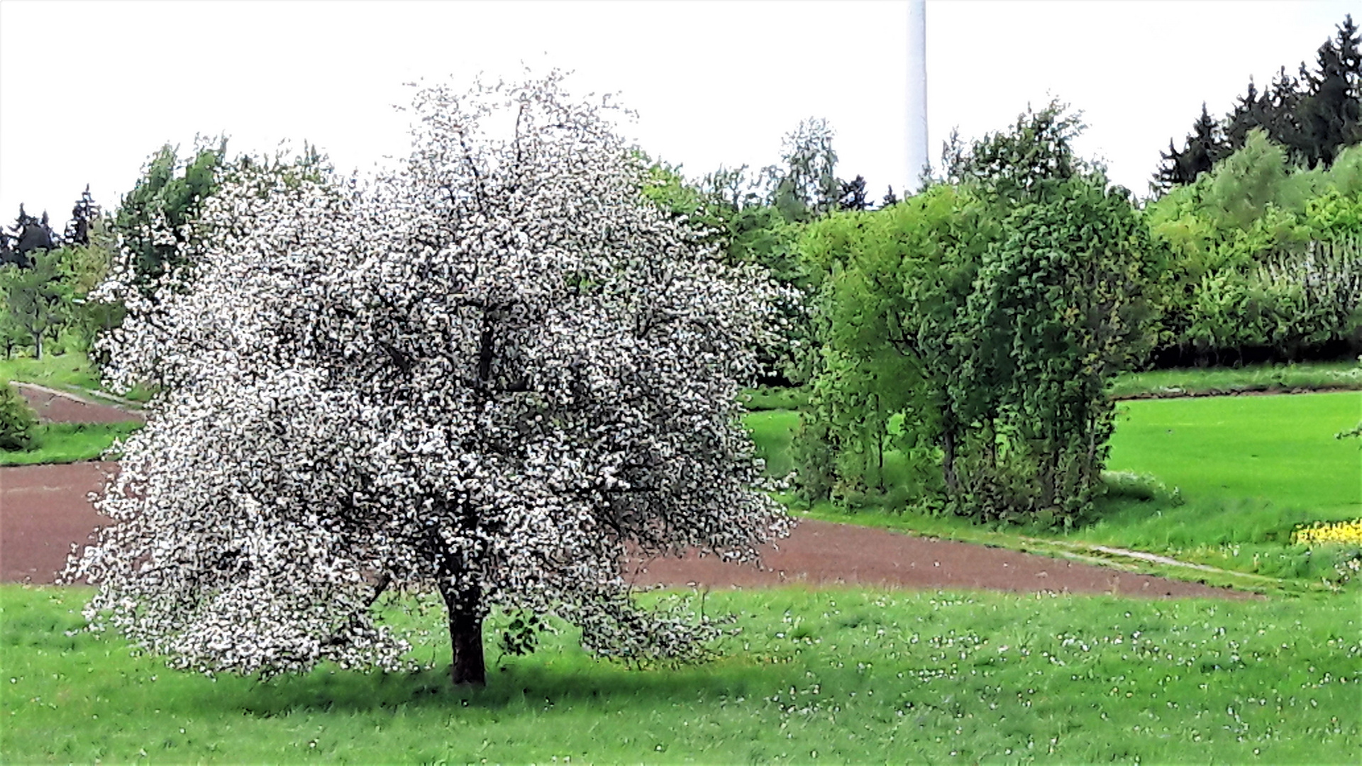 Unser letzter Apfelbaum 