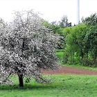 Unser letzter Apfelbaum 