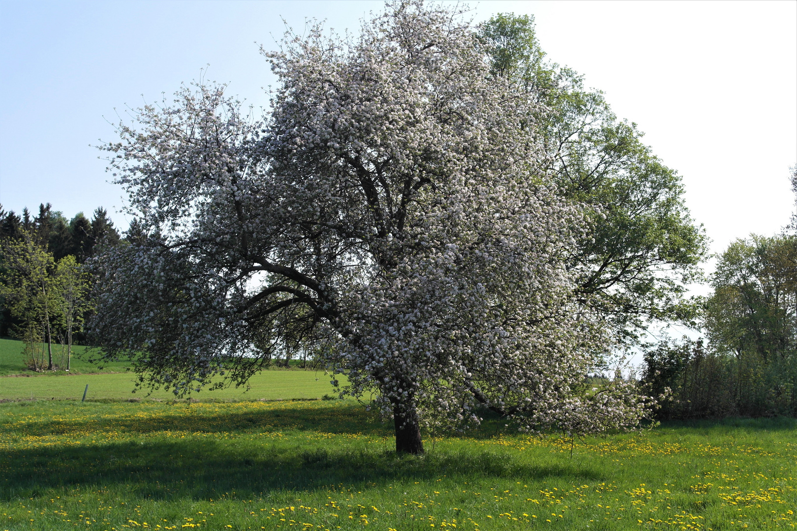 Unser letzter Apfelbaum