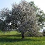 Unser letzter Apfelbaum