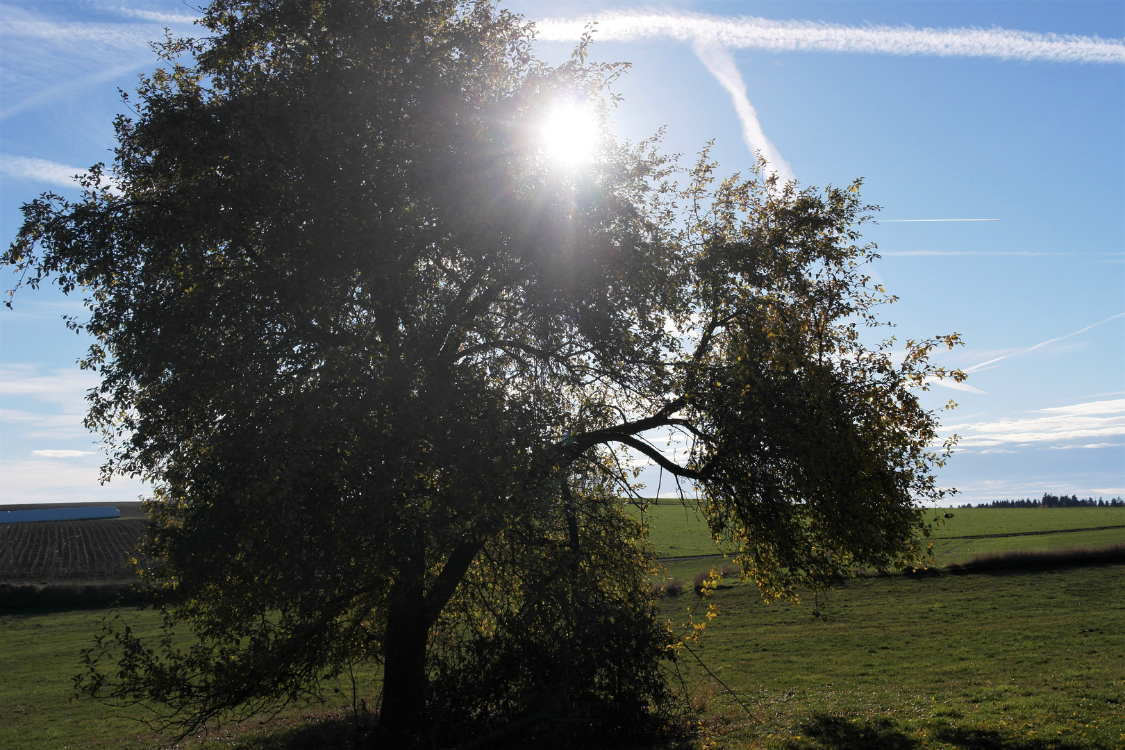 Unser letzter Apfelbaum in der Mittagssonne