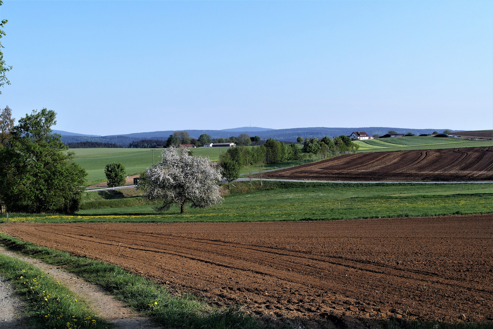 Unser letzter Apfelbaum in voller Blüte 