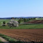 Unser letzter Apfelbaum in voller Blüte 