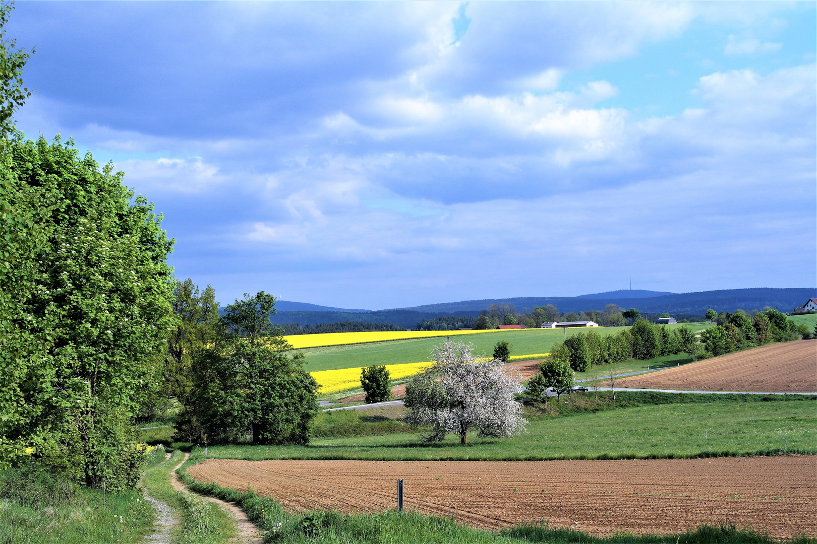 Unser letzter Apfelbaum in voller Blüte II