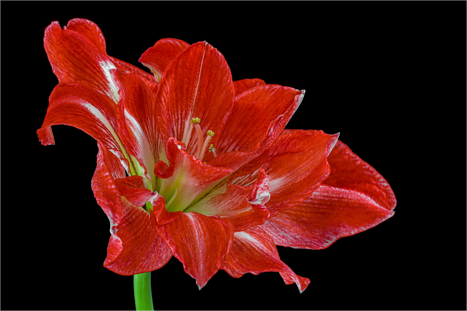 Unser letzter Ritterstern(Amaryllis)