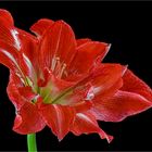 Unser letzter Ritterstern(Amaryllis)