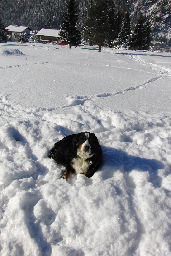 Unser Liebling im Schnee