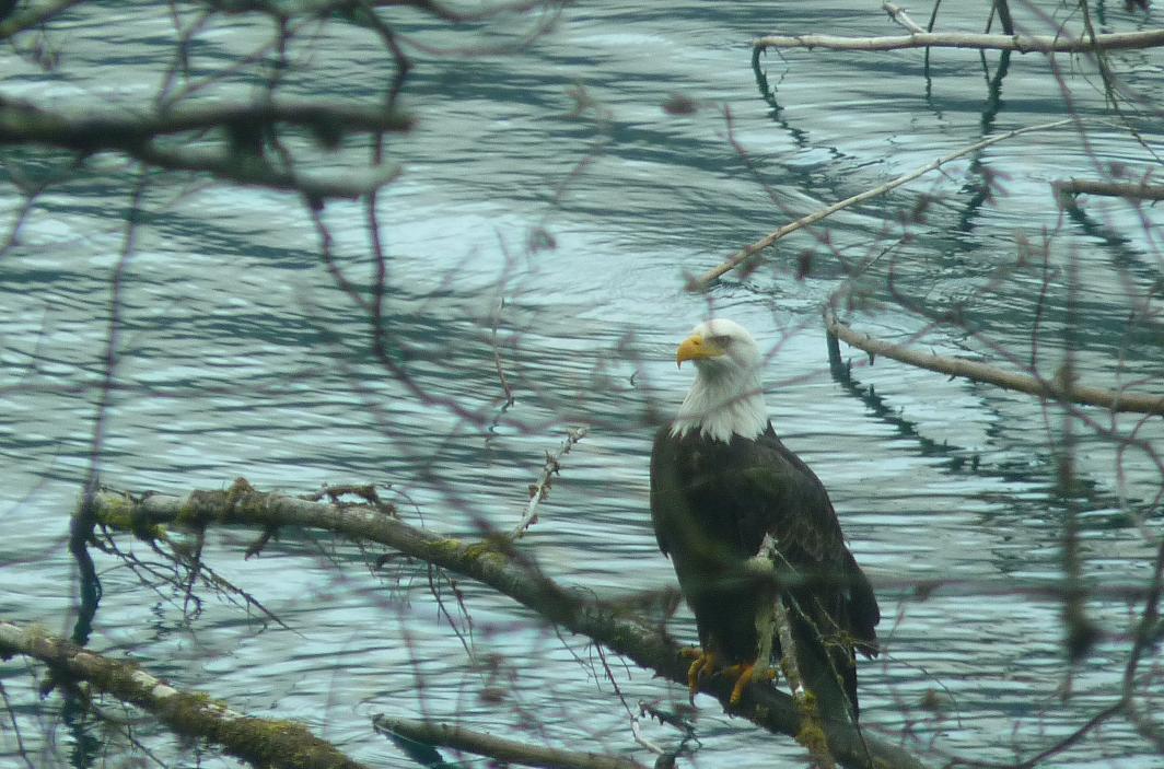 Unser liebster Adler