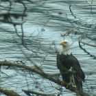 Unser liebster Adler