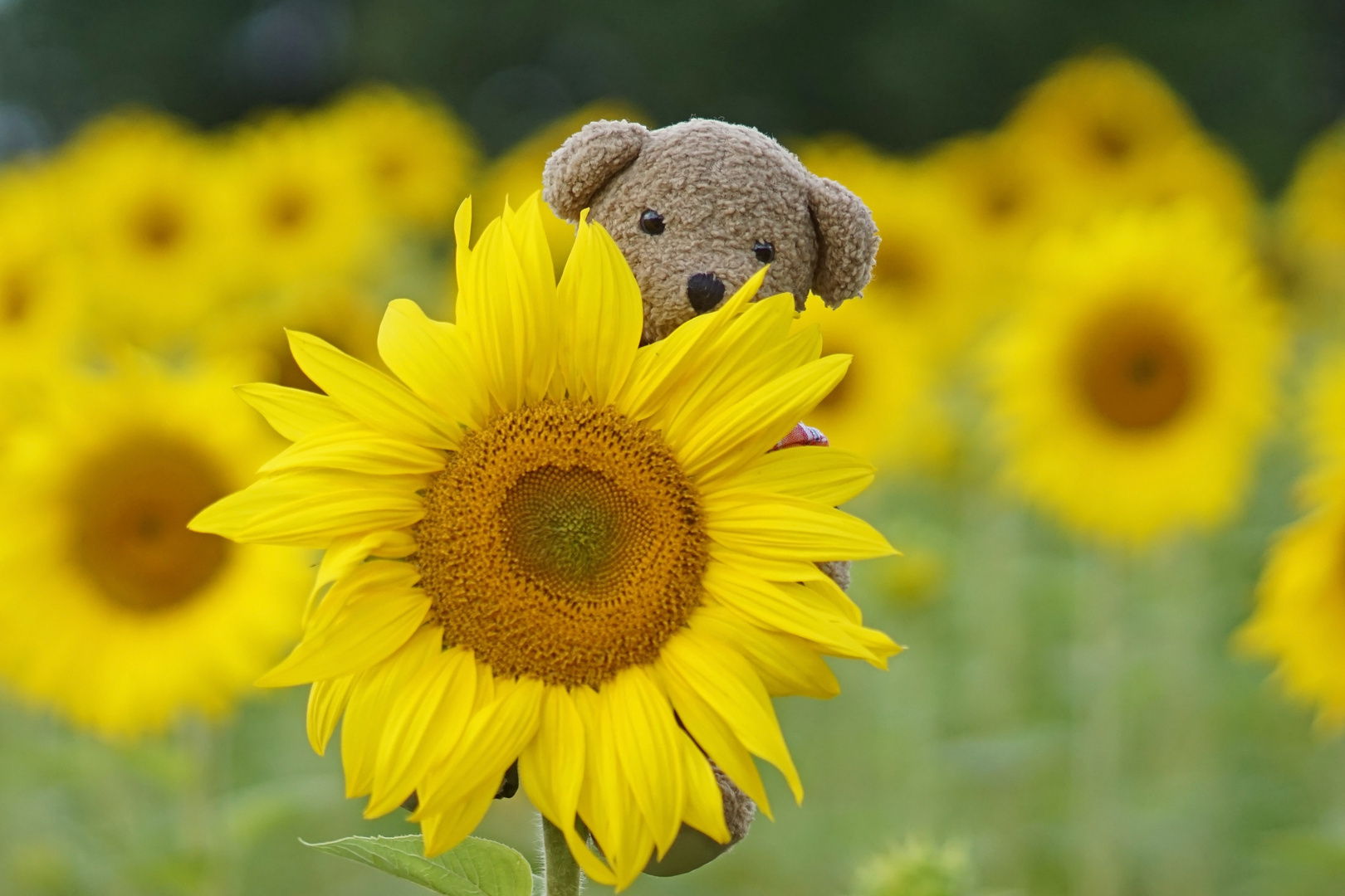 Unser Ludwig der Sonnenschein