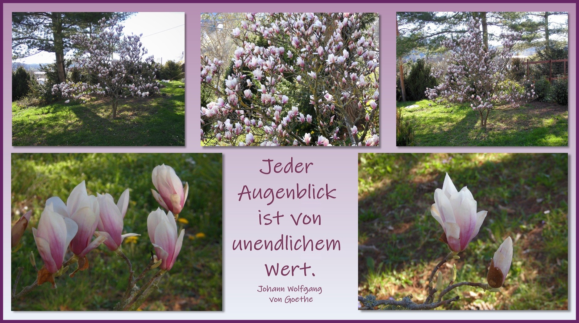 Unser Magnolienbäumchen ...