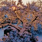 Unser Magnolienbaum im "warmen" Winterkleid