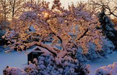 Unser Magnolienbaum im "warmen" Winterkleid