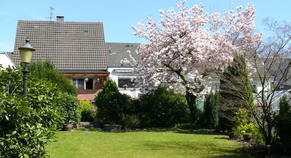 Unser Magnolienbaum in voller Blüte