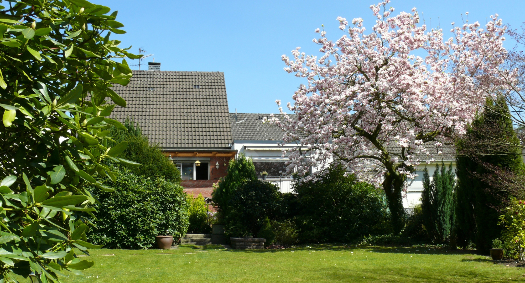 Unser Magnolienbaum in voller Blüte